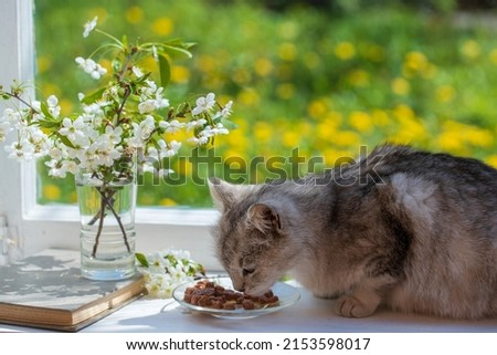 Cute gray cat eats wet food from plate on the windowsill, close up. Healthy cat eats food with appetite