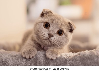 Cute gray cat, kitten looking at camera Scottish fold, folded ears - Powered by Shutterstock