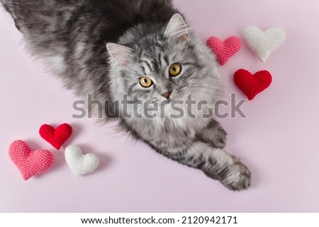 A cute gray cat lies next to knitted hearts. Love for pets. Valentine's Day