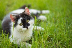 Cute Gray Cat Lying On Green Grass Lawn, Shallow Depth Of Field Portrait. Gray White Cat Playing In Grass. Selective Focus, Shallow DOF. Cute  Cat Playing On The Grass.
