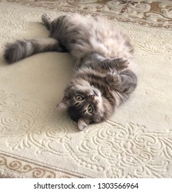 a cute gray cat lying on the back on a carpet