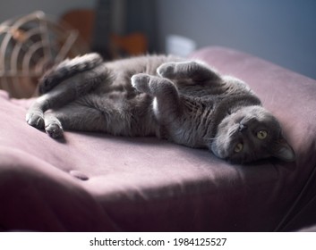 The Cute Gray Cat Lying On Back And Looking At Camera