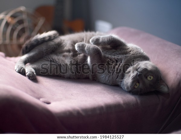 The\
cute gray cat lying on back and looking at\
camera