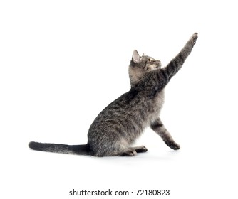 Cute Gray Cat On White Background