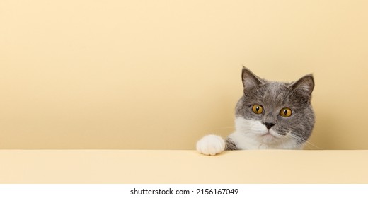 A cute gray cat on a yellow background, peeking out. A blank, copy space. - Shutterstock ID 2156167049