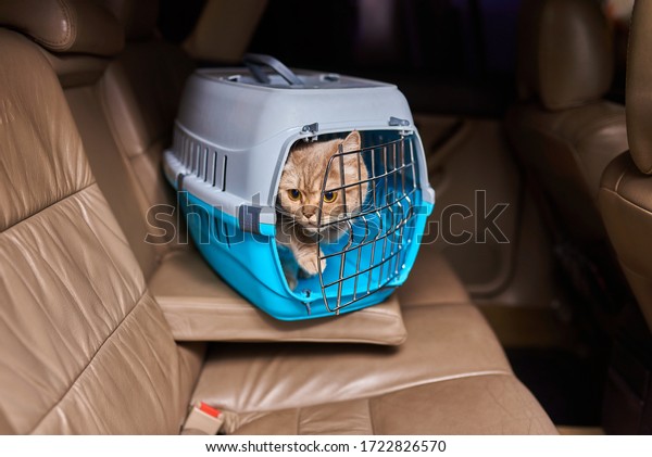 Cute gray cat in a\
pet carrier in the car
