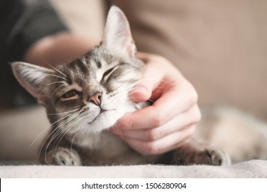Cute gray cat playing with human hand while lying on sofa. Pet and people. - Powered by Shutterstock