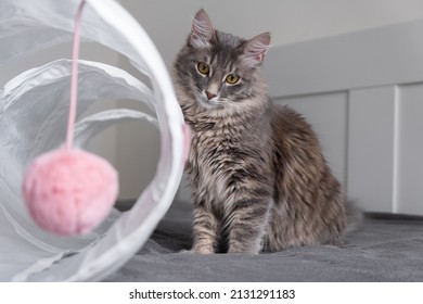 A cute gray cat plays with his toys in a cat tunnel. The fluffy kitten lies in his house.