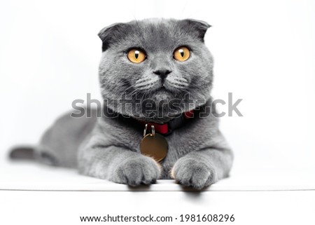 Cute gray cat resting on the table in kitchen.