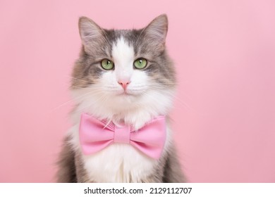Cute gray cat sitting in a bow tie on a pink background. Monochrome background with space for text. Postcard with a cat for Valentine's Day, Spring, Women's Day - Shutterstock ID 2129112707