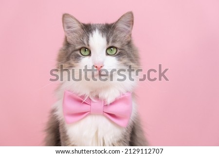 Cute gray cat sitting in a bow tie on a pink background. Monochrome background with space for text. Postcard with a cat for Valentine's Day, Spring, Women's Day