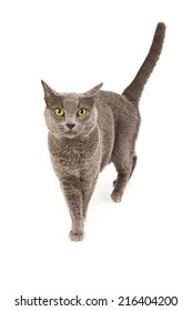 A Cute Gray Cat Walking And Looking Forward