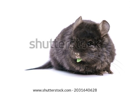 cute gray chinchilla eats on a white background. Home furry animal from rodents.