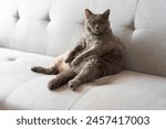 The cute gray fat British shorthair cat is sleeping on a warm and comfortable pet sofa bed. The sun shines through the window. It enjoys the tranquility and effectively relieves a lot of work stress.	