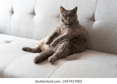 The cute gray fat British shorthair cat is sleeping on a warm and comfortable pet sofa bed. The sun shines through the window. It enjoys the tranquility and effectively relieves a lot of work stress.	 - Powered by Shutterstock