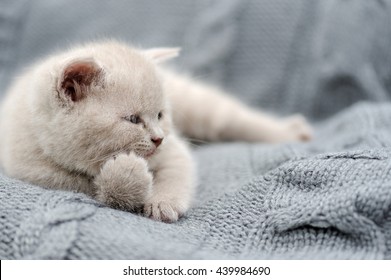 Cute Gray Funny Baby Kitten Gray Stock Photo 439984690 | Shutterstock