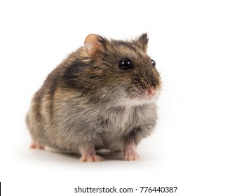 cute gray hamster, isolated on white