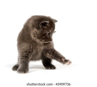Cute gray kitten swinging its paw and playing on white background