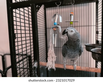 Cute gray parrot playing with the toy