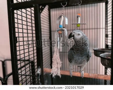 Cute gray parrot playing with the toy