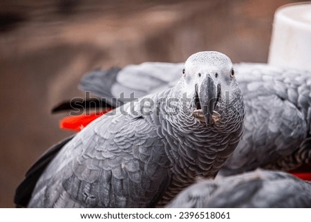 Cute gray parrot in the zoo.