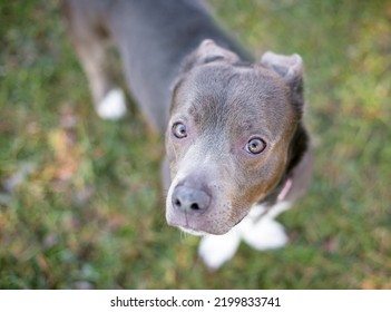 A Cute Gray Pit Bull Terrier Mixed Breed Dog Holding Its Ears Back And Looking Up At The Camera