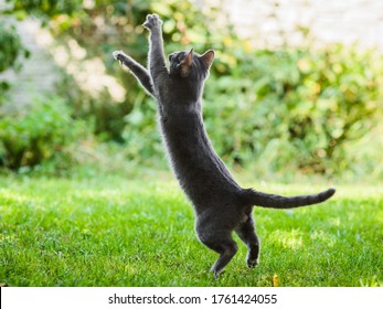 Cute Gray Russian Blue Cat Hunting Chasing Something Jumping High