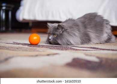 Cute gray siberian cat attacking orange small ball 