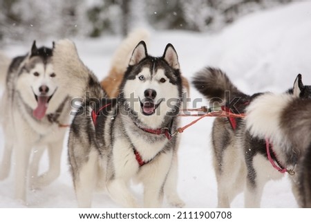 Cute gray sled dog Siberian husky is driving a sled through a winter snow-covered forest and looks