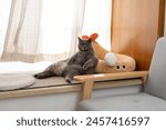 The cute gray and slightly obese British shorthair cat sleeps in the pet cat nest and occasionally sleeps on the cat climbing frame, showing various funny sleeping positions.	