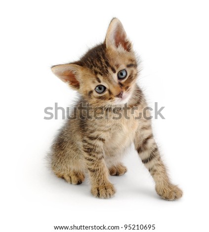cute gray striped kitten, sitting and looking at the viewer, isolated