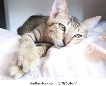 Chat Gris Hd Stock Images Shutterstock