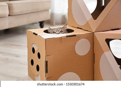 Cute Gray Tabby Cat Inside Cardboard House In Room. Lovely Pet