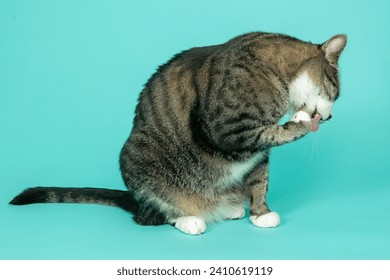 Cute gray tabby cat licking his paws - Powered by Shutterstock