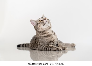 Cute gray tabby cat looking up - Shutterstock ID 2187613307