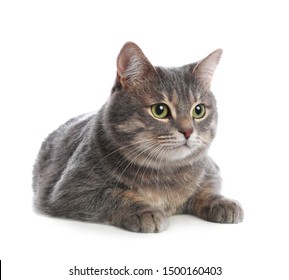 Cute Gray Tabby Cat On White Background. Lovely Pet