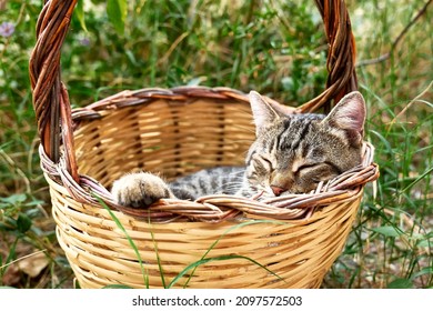 Cute Gray Tabby Cat Sleeping In Basket In The Garden. Spring Holidays Greeting Card. Animals Theme.