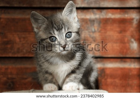Cute gray tabby kitten sits on the carpet in front of a wooden wall in the sunshine