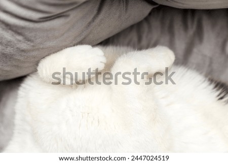 cute gray white cat funny sleeping, relaxing, resting on pillow,bed, sofa. Cat sleep calm and relax. muzzle of a sleeping cat with paws, feet. cat house indoors pet ownership, pet friendship concept