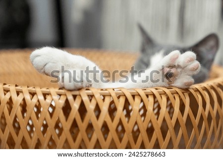 Cute gray and white cat lying, sleeping, playing in a yellow wicker basket on a shaggy mat carpet at home. Cat looking up and focusing. pet ownership, pet friendship concept