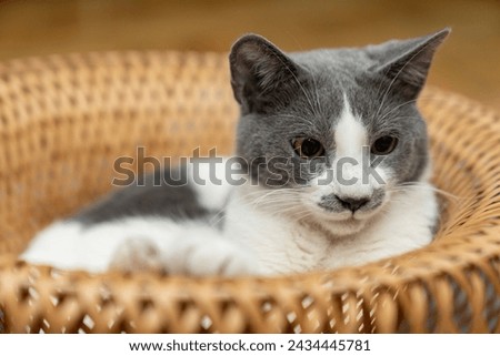 Cute gray and white cat lying, sleeping, playing in a yellow wicker basket on a shaggy mat carpet at home. Cat looking up and focusing. pet ownership, pet friendship concept