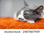 Cute gray white cat on orange plaid. Pet warms under a blanket in cold winter weather. a gray and white cat sleeping under a blanket. Pets friendly and care concept. domestic cat on sofa	