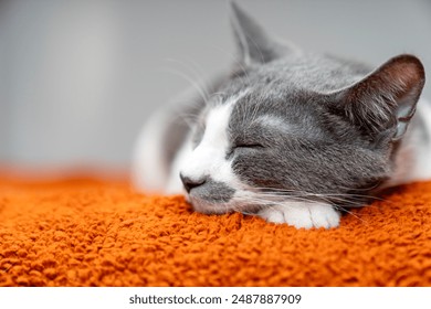 Cute gray white cat on orange plaid. Pet warms under a blanket in cold winter weather. a gray and white cat sleeping under a blanket. Pets friendly and care concept. domestic cat on sofa	 - Powered by Shutterstock
