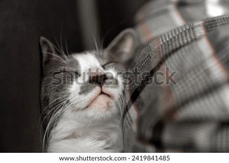 Cute gray white cat under gray plaid. Pet warms under a blanket in cold winter weather. a gray and white cat sleeping under a blanket. Pets friendly and care concept. domestic cat on sofa	