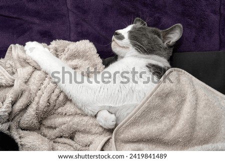 Cute gray white cat under gray plaid. Pet warms under a blanket in cold winter weather. a gray and white cat sleeping under a blanket. Pets friendly and care concept. domestic cat on sofa	
