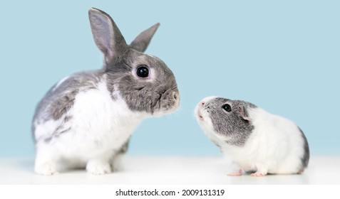 A Cute Gray And White Dwarf Mixed Breed Pet Rabbit And An American Guinea Pig Looking At Each Other