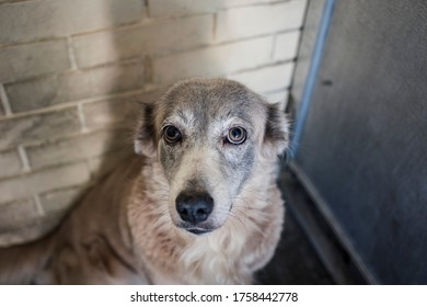 A cute grayish dog looking at her master, awaiting for him to open the door. - Shutterstock ID 1758442778