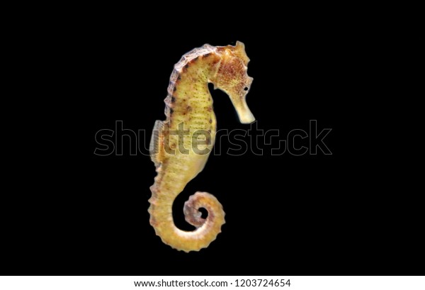 Cute Great Seahorse Seahorse Hippocampus Kelloggi の写真素材 今すぐ編集