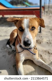 Cute Greedy Dog Gets A Portrait Shot