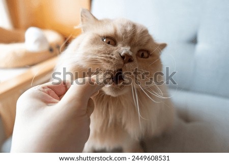Cute greedy yellowish British longhair cat standing on blue sofa bed looking at pet owner and feeling happy because owner feeds cat food snacks